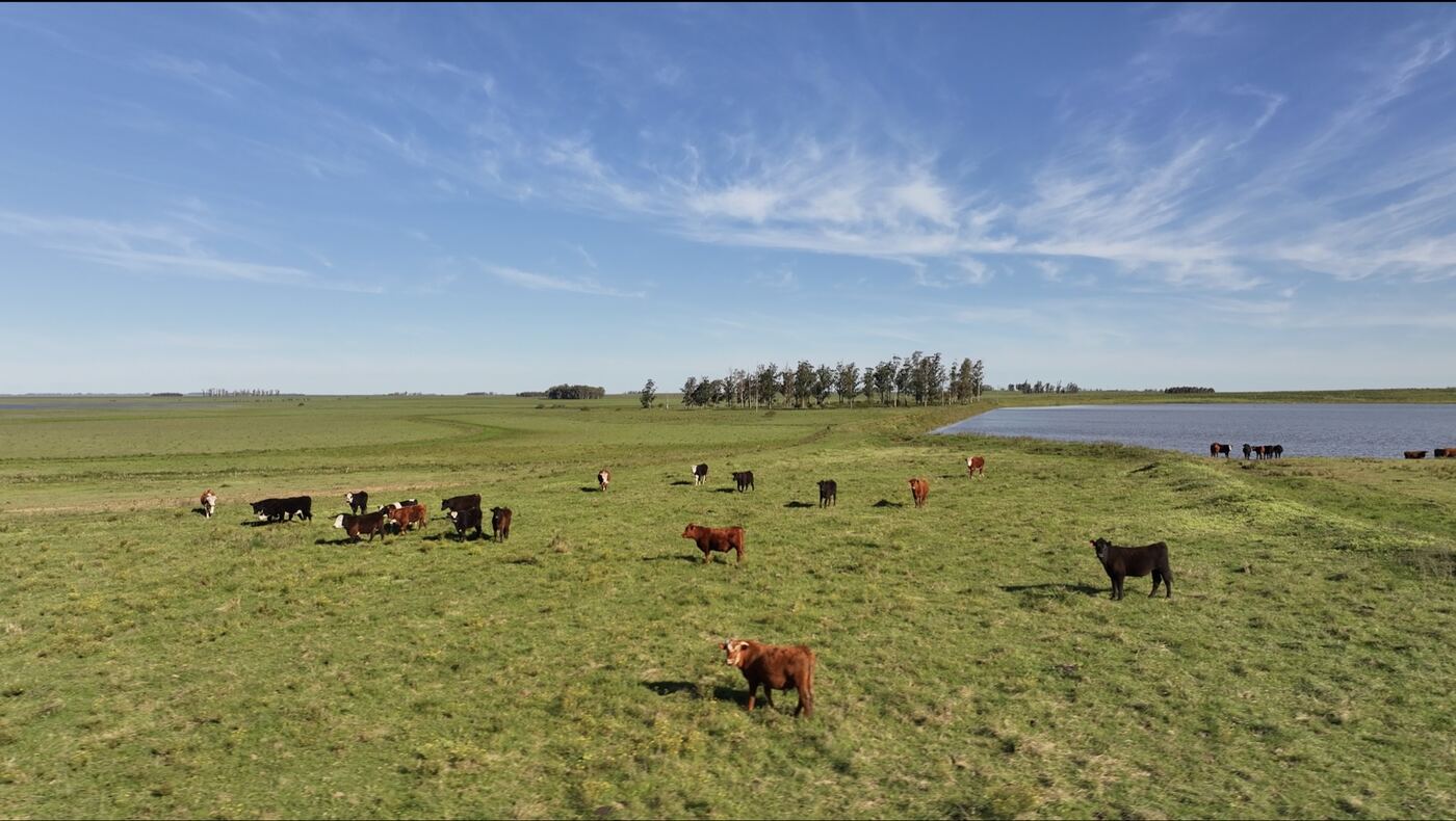 Gado bebendo água na beira da barragem