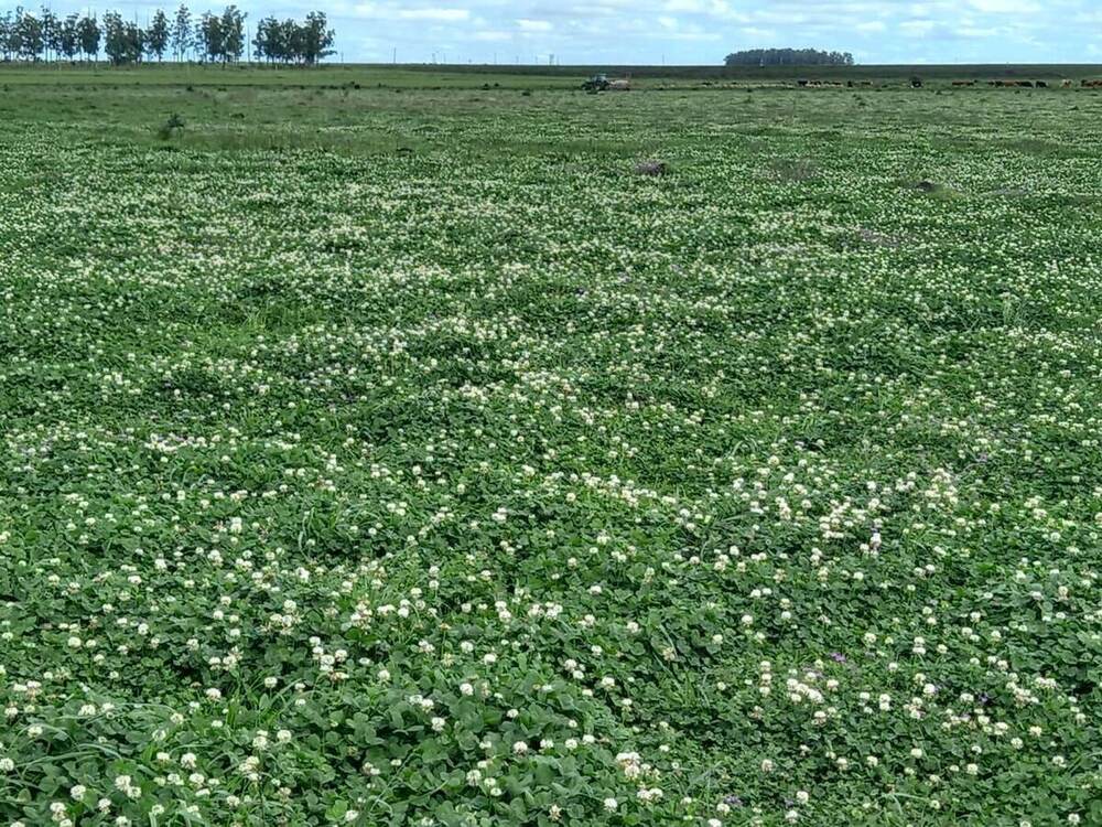 Pastagem de trevo branco em flor na El Rincón